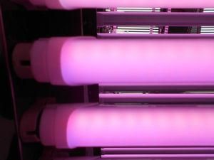 New Designed 6W/8W/18W/24W Full Plastict8 LED Pink Tube for Meat Display