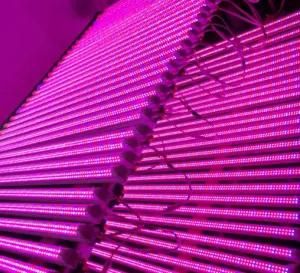 1.2m Red Blue Color T8 Integrated Grow LED Light Tube for Microgreens