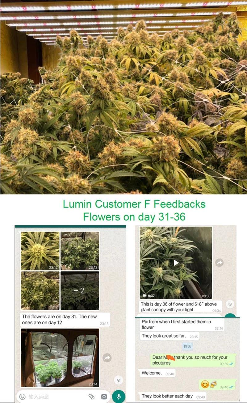 Horticulture Full Spectrum 300W Quantum Board LED Grow Light for Medical Plants